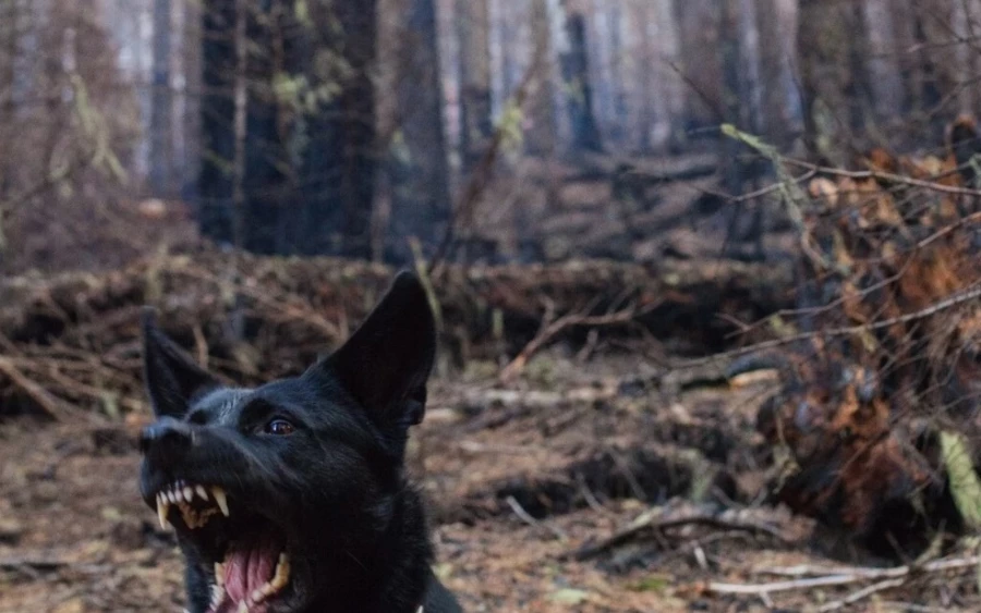 A kutyatámadás még vasárnap történt nem messze Miavától. A 8 évest kislányt egy labrador és német juhász keveréke harapta meg a teste felső részein és az arcán. A hároméves kutya a novycas.sk szerint aznap is a ketrecében volt, majd a gazdája kiengedte az udvarra, a kutya eközben szökött ki és támadt a kislányra – írja a refresher.sk.