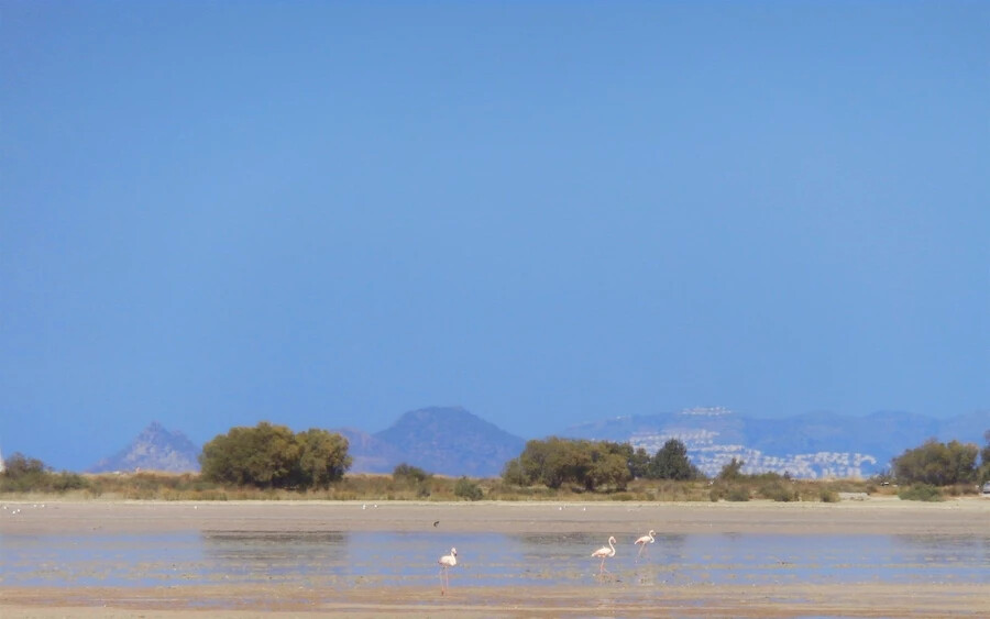 Flamingók a sós tónál