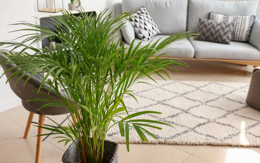 Aranypálma: Ez a gyönyörű növény nemcsak egzotikussá teszi majd a hálószobát, viszont a levegő minőségén is javít majd. A tiszta levegő pedig az egészséghez és az alvásminőséghez is hozzájárul.