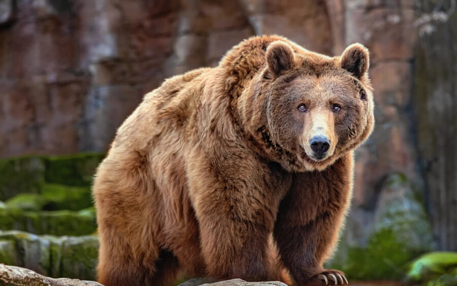 Medve: Bár a medvék elég ölelnivaló állatoknak tűnhetnek, mind tudjuk, hogy nem lenne egészséges, ha magukhoz szorítanának. A medvék elleni trükkök nagy része inkább tévhit, mintsem hatékony módszer, de szükség sincs rájuk, hiszen a medvék jó eséllyel még kevésbé akarnak velünk találkozni, mint mi velük. Hacsak nem éhesek, vagy nem fenyegetjük őket, békén fognak hagyni.