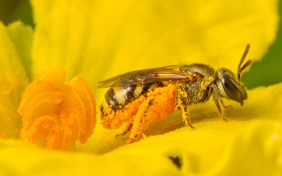 Az öregebb méhek egy idő után ismét átveszik a fiatal méhek munkáját, így tulajdonképpen nem vesznek tudomást az öregedésükről.