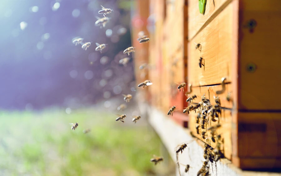 Egy méhcsalád több tízezer méhből és egy méhkirálynőből áll, a dolgozó méhek pedig nagyjából 6 hétig élnek.