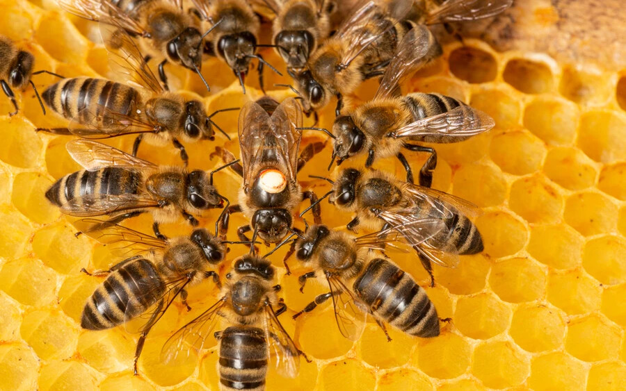 A méhek képesek felismerni az arcokat és azok különböző elemeit, mint amilyen az orr, a szem vagy a száj.
