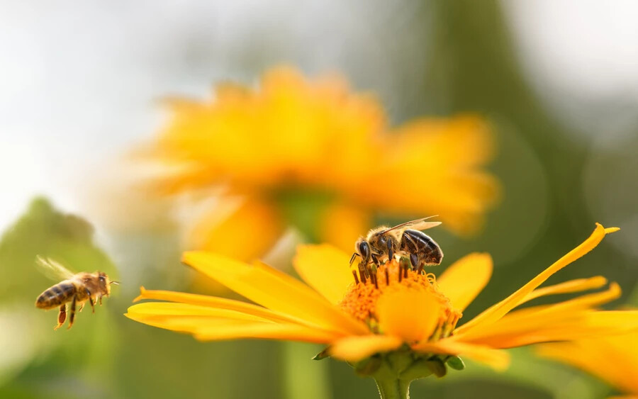 A tudósok megállapították, hogy a méheknek vannak érzelmeik; a szomorú méhek rendszerint pesszimistábbak, és hangulatuk a hormonszintjükre is hatással lehet.