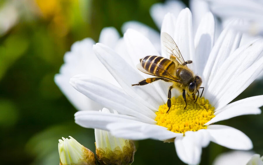 A méhek afféle iránytűként használják a Napot, és még felhős időben is meg tudják találni köszönhetően fotoreceptoraiknak.