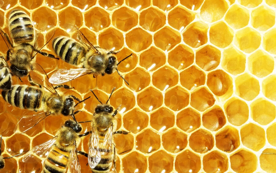 A méhek több módon is kommunikálnak: antennaérintéssel, táncokkal, feromonokkal és persze hangokkal.