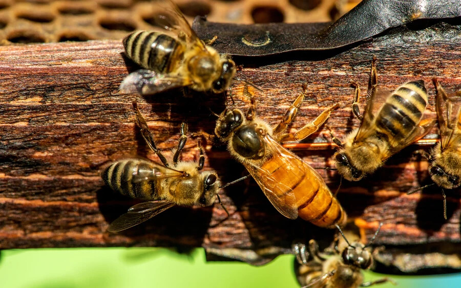 A méhek legnagyobb ellenségei a darazsak, egy darázstámadás esetén pedig nagyjából 30 nőstény harcos védi meg a kaptárt.