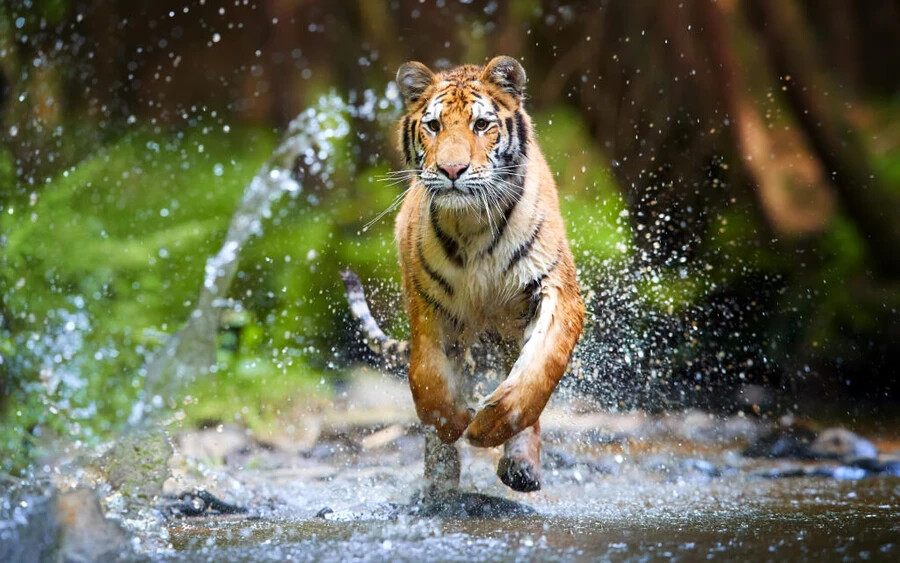Jávai tigris 1979-ben jegyezték fel az utolsó 3 példányt a Földön.
