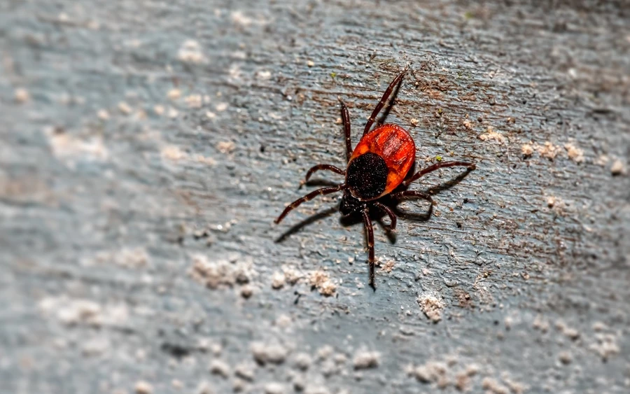 A Lyme-kór néven ismert betegséget idén közel ötször többen kapják el, mint az előző években, ami rendkívül aggasztó – magyarázta Branko Virth háziorvos, aki egy nyugat-szlovákiai faluban praktizál.