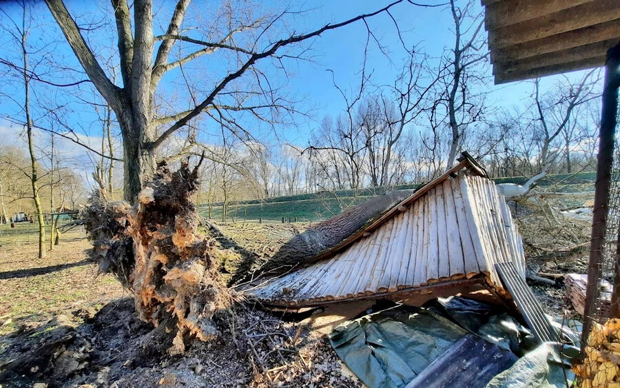 FOTÓK: Medvén a több száz éves fák is kidőltek