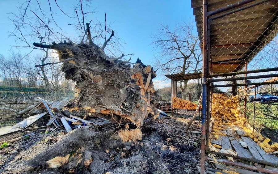 FOTÓK: Medvén a több száz éves fák is kidőltek