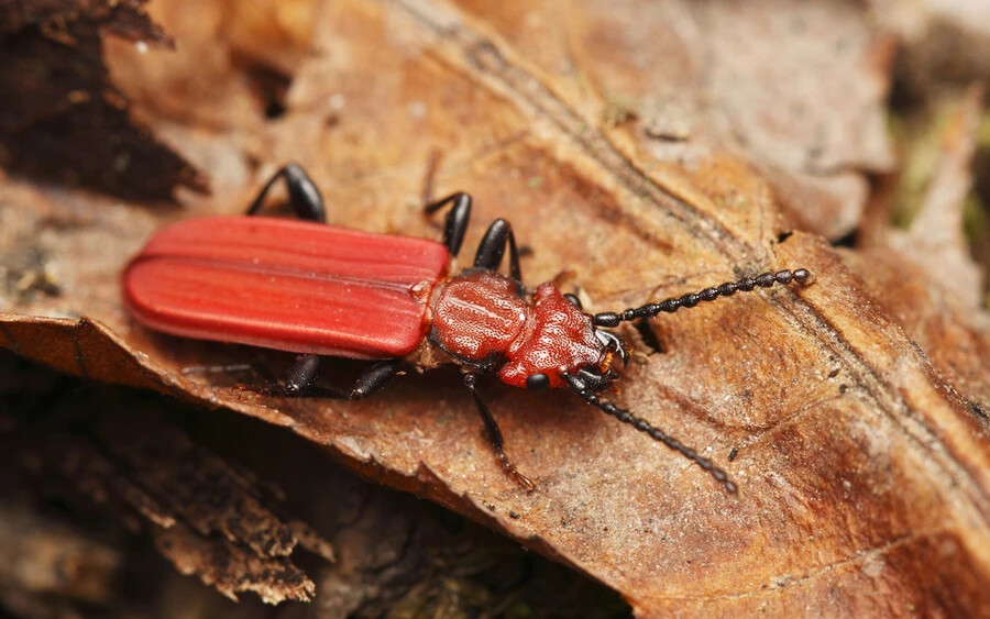 Skarlátbogár: Ezek a bogarak meglehetősen egyediek. A szívós testük a rendkívüli hideget is túléli, még az olyat is, melyben más állatok vére már megfagy. Akár -150 Celsius-fokban is képesek életben maradni, tehát a fagyasztódban is eléldegélnének.
