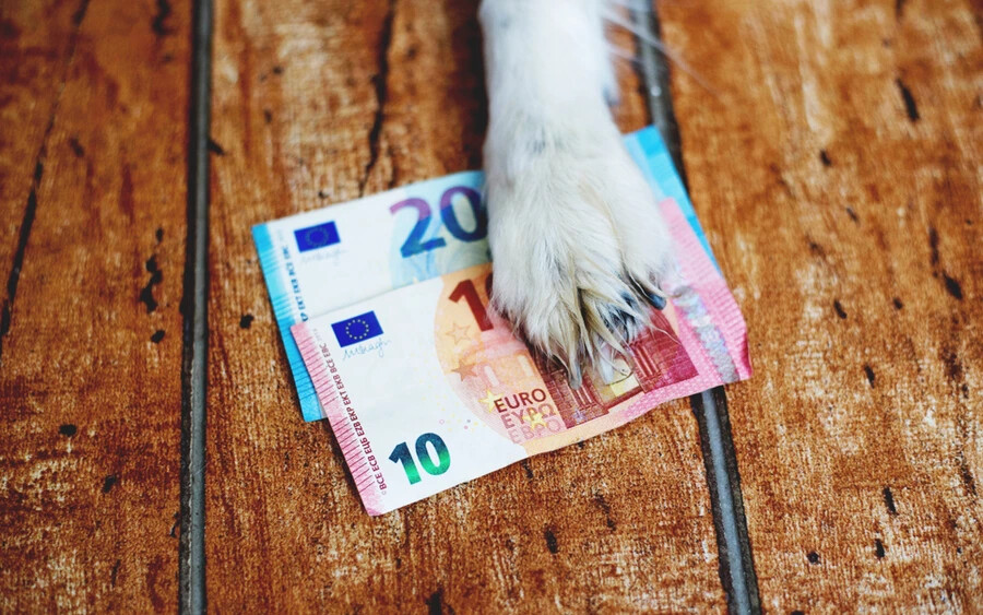 Néhány évvel ezelőtt hatályba lépett egy törvény, amely szerint a tulajdonosnak mikrochippel kell ellátnia a kutyáját. 2019. november 1. óta az állatorvos nem kezelhet chip nélküli kutyát. Ha mégis megteszi, 1750 és 20 000 euró közötti bírsággal kell számolnia.