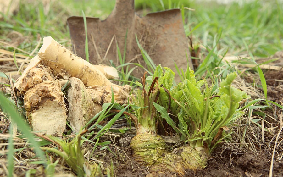 A torma az agyagos-homokos, humuszban gazdag a termőföldet kedveli leginkább. Ha a kertedben ilyen a termőföld, akár egy évtizedig is teremni fog nálad. Hosszú ideig lehet hűtőben is tárolni. Lereszelve, lezárható edényben akár két hónapig is tárolható.