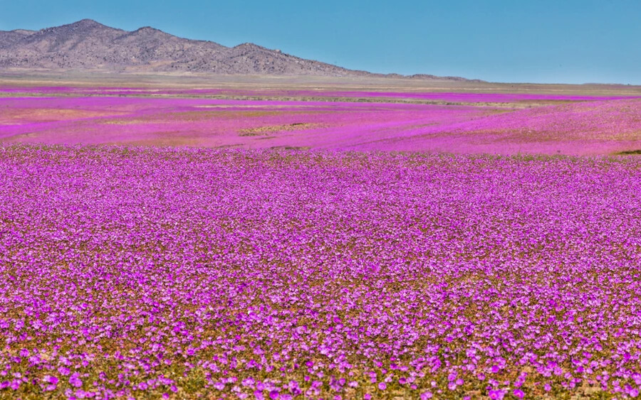 Atacama sivatagának virágai