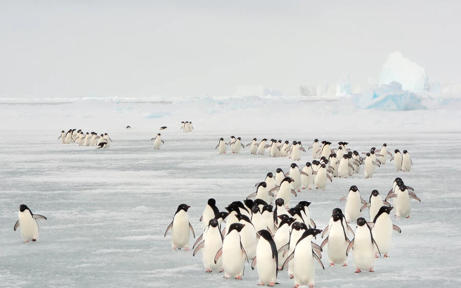Antarktiszi pingvinek csoportos vonulása