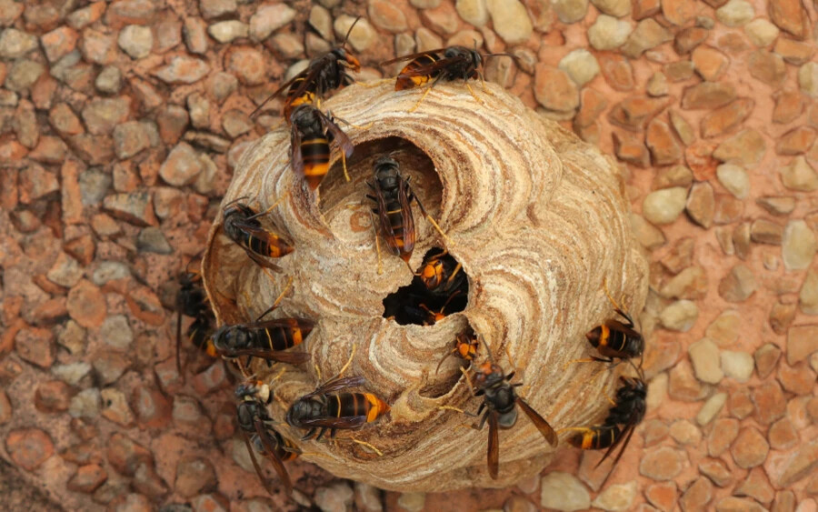 Az ázsiai darázs megjelenését először 2004-ben, Franciaországban regisztrálták az európai kontinensen. Az állat, mivel a méheket és a beporzókat veszélyezteti, negatív hatással van a mezőgazdaságra és az ökoszisztémákra.
