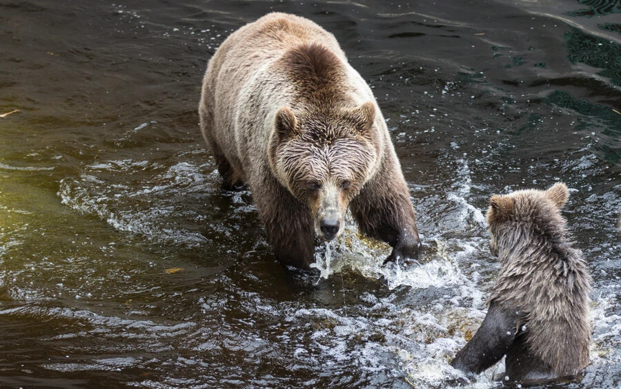 A medvék szaporodási időszaka április közepén kezdődik és július végéig tart. Az Állami Természetvédelmi Hatóság (ŠOP SR) ezért óvatosságra szólítja fel az embereket.