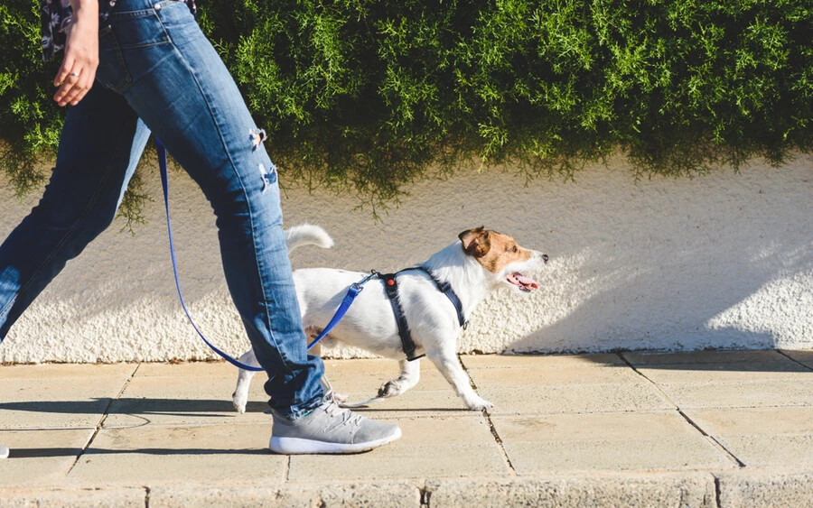 A póráz nélkül sétáltatott kutyák esetében is bírságot szabhatnak ki a gazdákra, körülbelül 66 euró értékben.