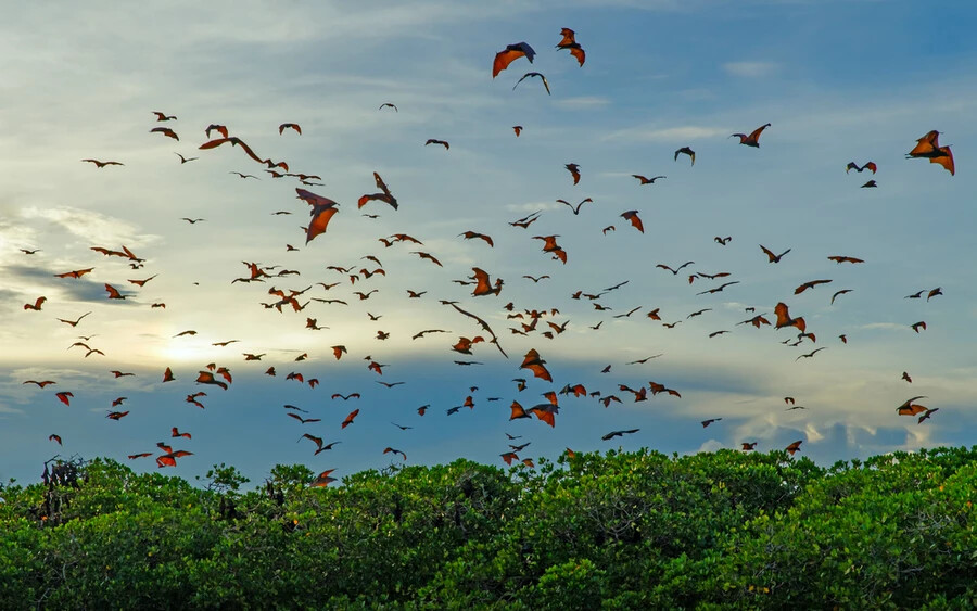 Maláji denevérek csoportos repülése