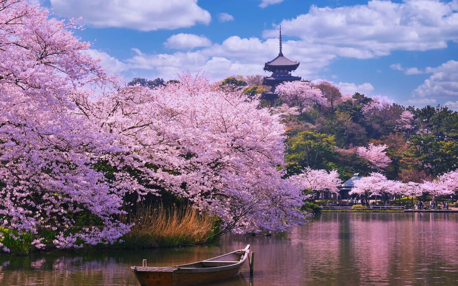 A japán cseresznyefa-virágzás