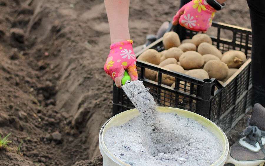 A hamu kifejezetten taszítja a krumplibogarakat. Szórjunk hamut a burgonya zöld részeire, reggel vagy eső után pedig a talajra is.
