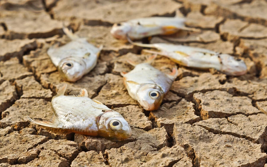 A „haleső“ először 1974-ben, majd 2004-ben és 2010-ben, végül 2023-ban is érintette Lajamanut. A sivatag közelében található városban alapvetően kevés csapadék esik és a legközelebbi víz több kilométerre található a várostól. A helyiek szerint a halak még éltek, amikor a földre estek.