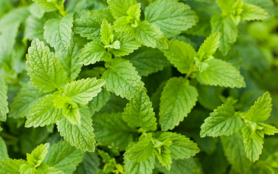 A Bika gyógynövénye a macskamenta, a szerelem és a harmónia növénye. Az asztrológus azt ajánlja, pénteken fogyaszd hideg vagy meleg tea formájában. Jó hatással van a hangulatra, és ráhangol a szerelemre.