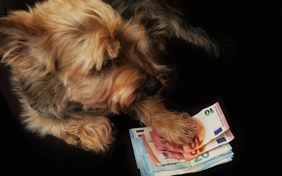  A kutyák utáni takarítás alapvető kötelesség, sokan tudják, de kérdéses, hogy hányan teszik ezt meg. A kutyaürüléket azonnal el kell távolítani, és aki ennek nem tesz eleget, szabálysértést követ el. Ha rajtakapják, akár 65 eurós bírsággal is sújthatják.