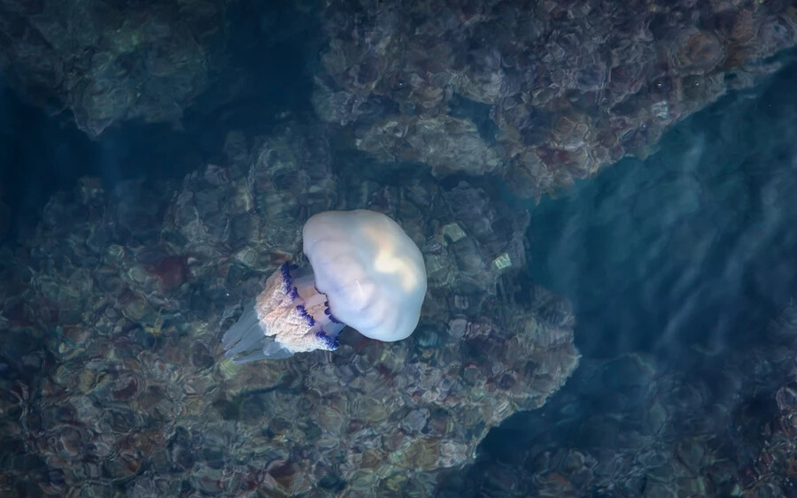 Az intézet felhívja a figyelmet, hogy a medúzáknak gyakran hiányoznak testrészei, és a korosabb egyedek már felismerhetetlenek, viszont ez nem gátolja meg őket abban, hogy csípjenek.  
