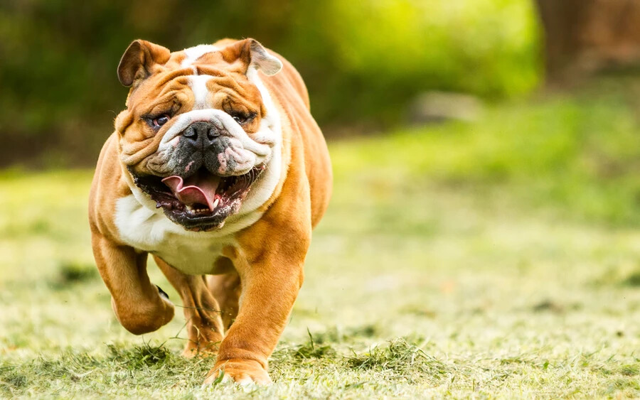 Dr. Alison Skipper, a londoni King's College állatorvos történésze elmondta, hogy a bulldogok számos testalkati betegsége már több mint egy évszázada ismert a tenyésztők előtt. A szakértők szerint a bulldog lapos arca egész életen át tartó szenvedést okozhat az állatnak, ezért az állatorvosok arra kérik az embereket, hogy amennyiben kutyát szeretnének vásárolni, más fajta mellett döntsenek. 