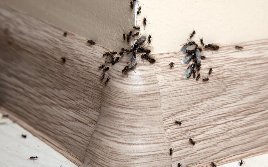 A hangyák számára kellemetlen a szappan illata. Keverjünk össze ablaktisztító folyadékot folyékony szappannal, és fújjuk a keveréket a rovarok útvonalára. Amennyiben nem szeretnénk, hogy csússzon a padló, Cayenne-borsot vagy fekete borsot is szórhatunk le.