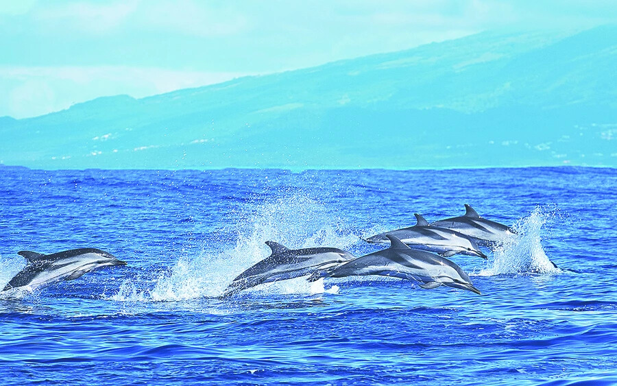 A szigetek közötti vizekben huszonnyolc fajta delfin él