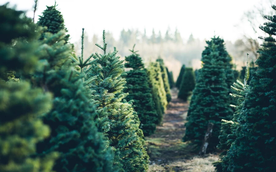 A legtöbb városba már kihelyezték a fenyőket, amelyek karácsonykor aztán igazi ünnepi díszbe öltöznek szobáinkban. A fák ára 15 eurótól kezdődik, az eladók tanácsa szerint pedig teljesen mindegy, mikor vásárolja meg őket, a fákat már kivágták. 