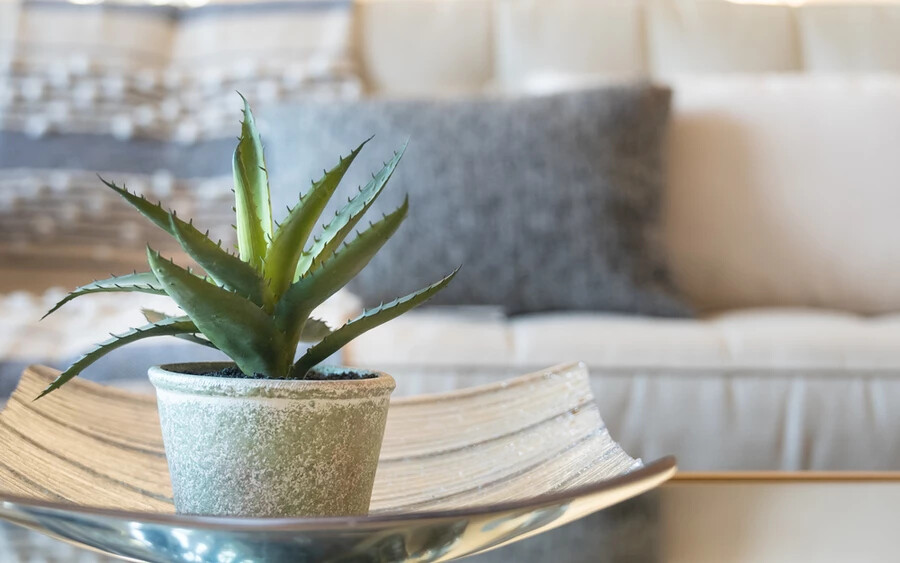 Aloe vera: A népszerű aloe vera kimondottan megfelelhet hálószobanövénynek, ugyanis segít megtisztítani a levegőt. Eltávolítja a benzolt, ami festékből vagy tisztítószerekből kerülhet a szobába, és sötétben is termeli az oxigént.