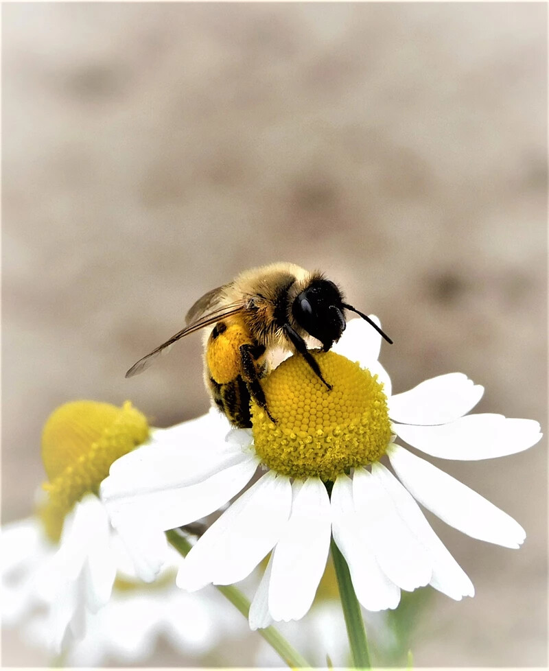 Önök küldték: Virágport gyűjtögető méh