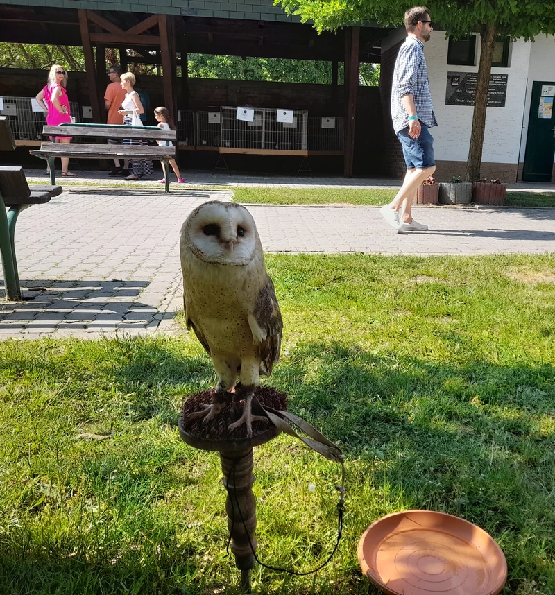 Állatok is érkeztek a gazdáikkal, kutyák, madarak és háziállatok is (a szerző felvétele)