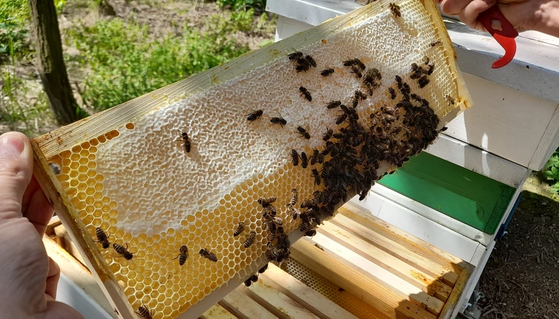 A méz kipörgetése előtt eltávolítják a viaszfedelet, amivel a méhecskék elzárják a friss nektárt (A szerző felvétele)