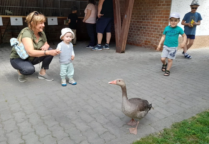 Volt egy liba, ami kiszabadult ketrecéből és ugyan rövid ideig, de a saját útját járta (A szerző felvétele)