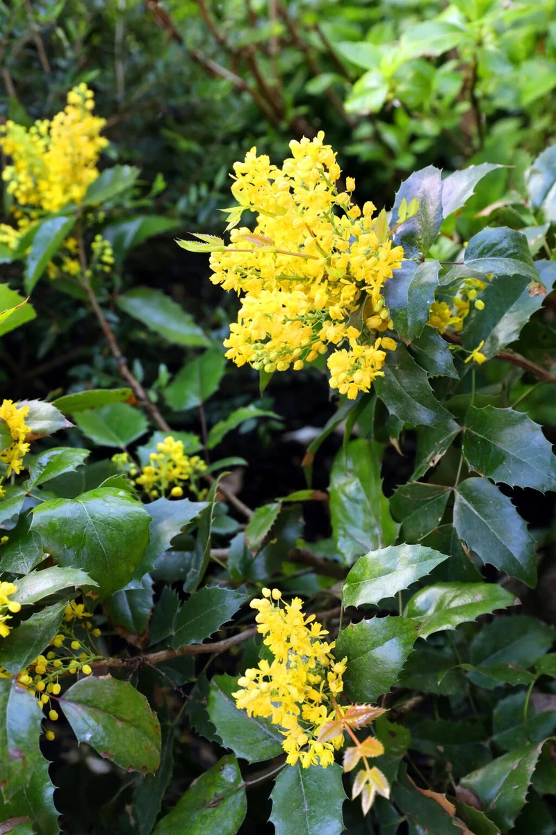 A Mahonia Észak-Amerikában őshonos, Európába pedig a parkok és kertépítések révén került, amelyeket a múltban megszépítettek. A mahónia középmagas cserje, akár 1,8 m magasra is megnőhet (Forrás: Lydia Czako)