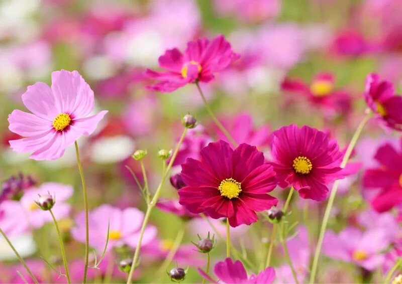Finom virágai gyönyörű kiegészítői lehetnek egy díszkertnek (Forrás: Canva)