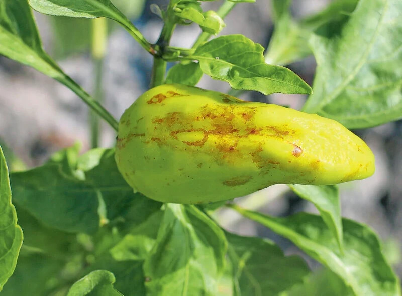 A paradicsom foltos hervadás vírusa (Tomato spotted wilt virus) a többi kertben lévő növényre is átterjedhet (Forrás: Kamil Hudec)