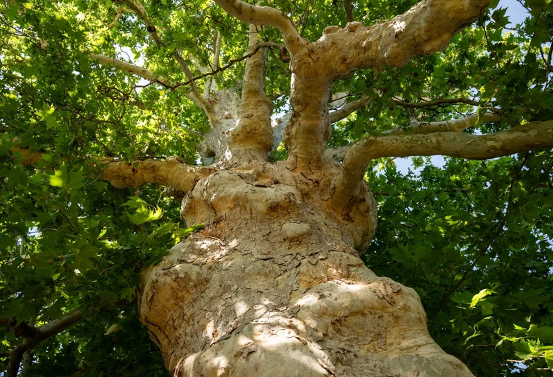 balonyi platán