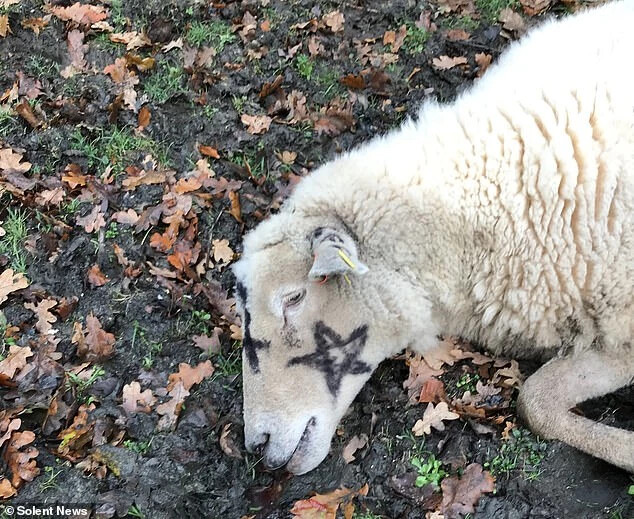 kivégzett bárány