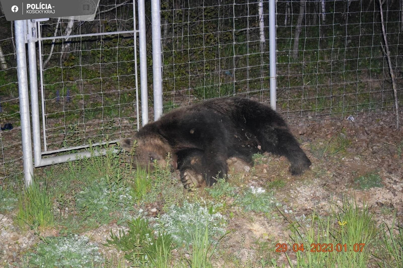 Autó gázolt el egy medvét Kassánál (FOTÓ)