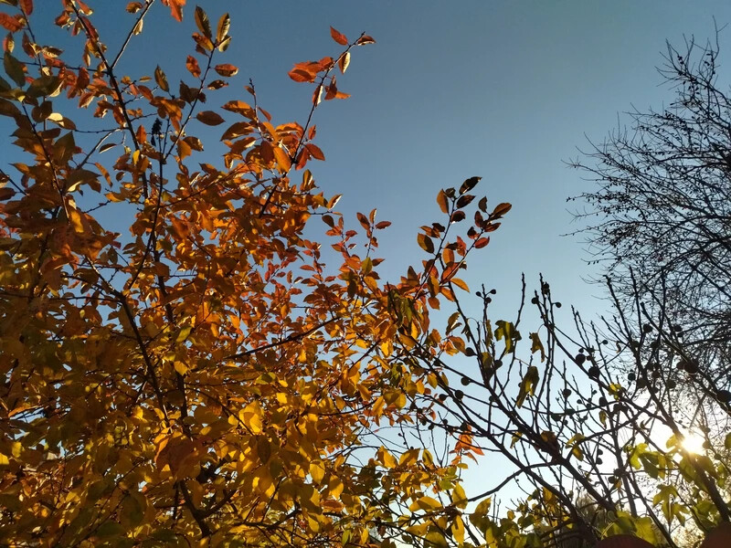 Önök küldték: Őszi színekben pompázó fák