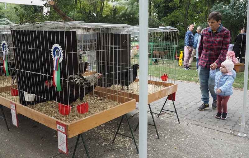 Péntek délután 2 óráig az iskolás gyerekek számára ingyenes belépőt biztosítottak (A szerző felvétele)