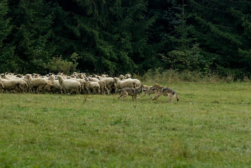 Az elmúlt hónapokban mintegy 90 haszonállatot, juhot, kecskét téptek szét a farkasok Tirolban, nem csoda, hogy a gazdák mérgesek, és úgy érzik, a politikusok cserben hagyták őket