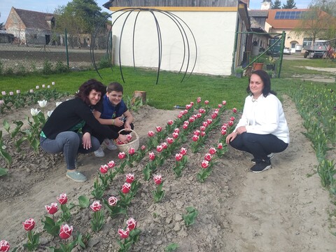 Tallósi tulipán