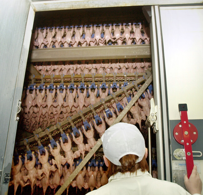 Szétkapkodták a vásárlók a szalmonellás baromfihúst